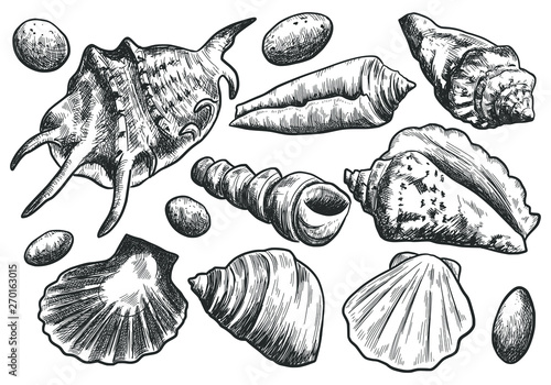 Hand drawn sketch seashells set isolated on white background. Vintage vector engraving illustration. Pen and ink drawing.