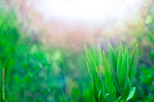 green grass and sun. blurred background. copy space.