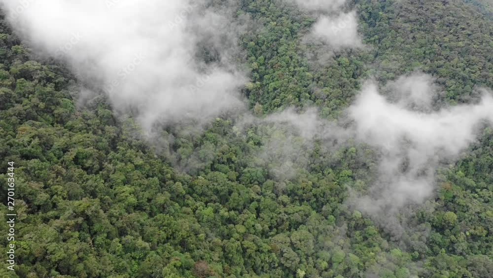 Rainforest and clouds. Mist and clouds rise from mountain forest. Aerial drone footage Rainforest and clouds. Mist and clouds rise from mountain forest. Aerial drone footage
