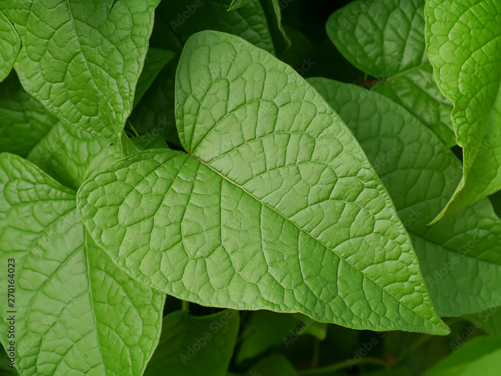 Green leaves of Confederate vine Green leaves of Confederate vine