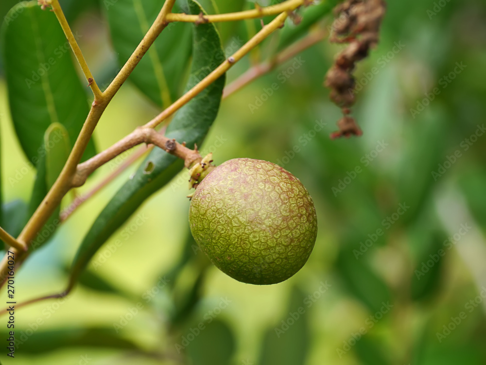 Close up a Longan fresh on longan tree. Close up a Longan fresh on longan tree.