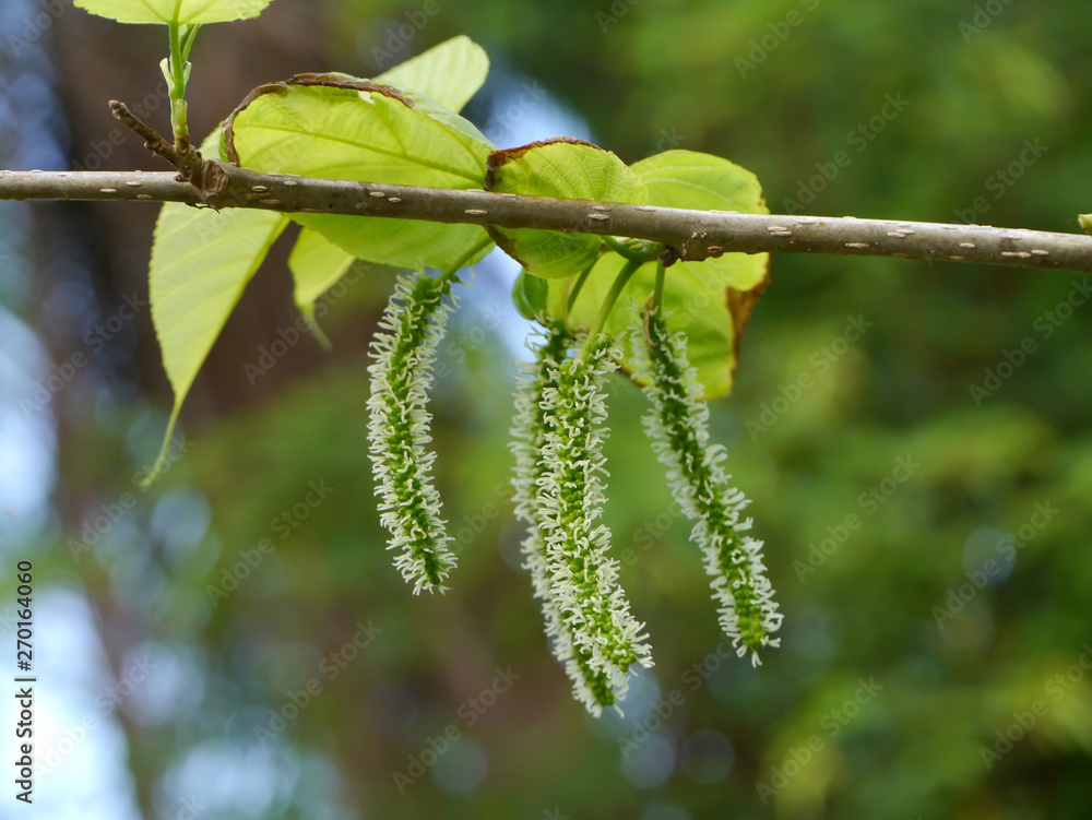 Fototapeta premium Green mulberry flower with blur background.