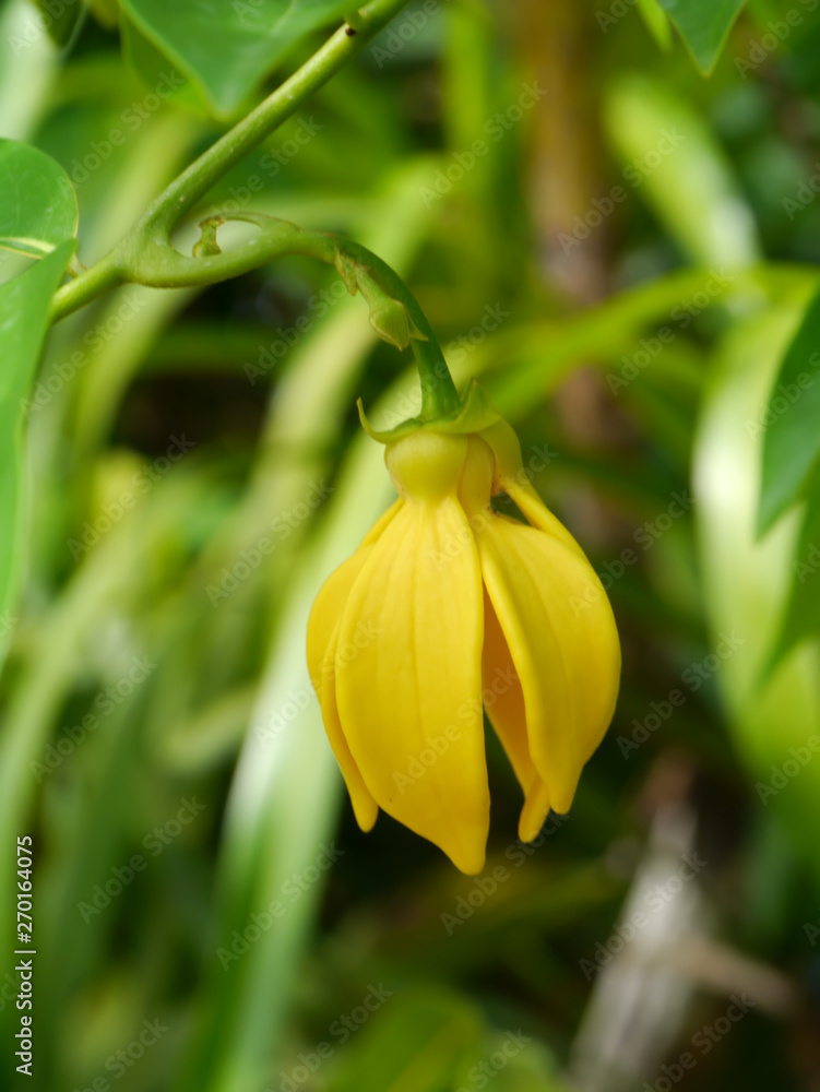 Obraz premium fragrant flowers of climbing ylang-ylang flower on tree.