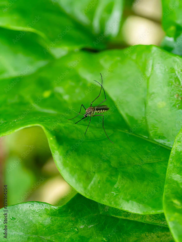 Close-up of a mosquito on green leaves. Close-up of a mosquito on green leaves.