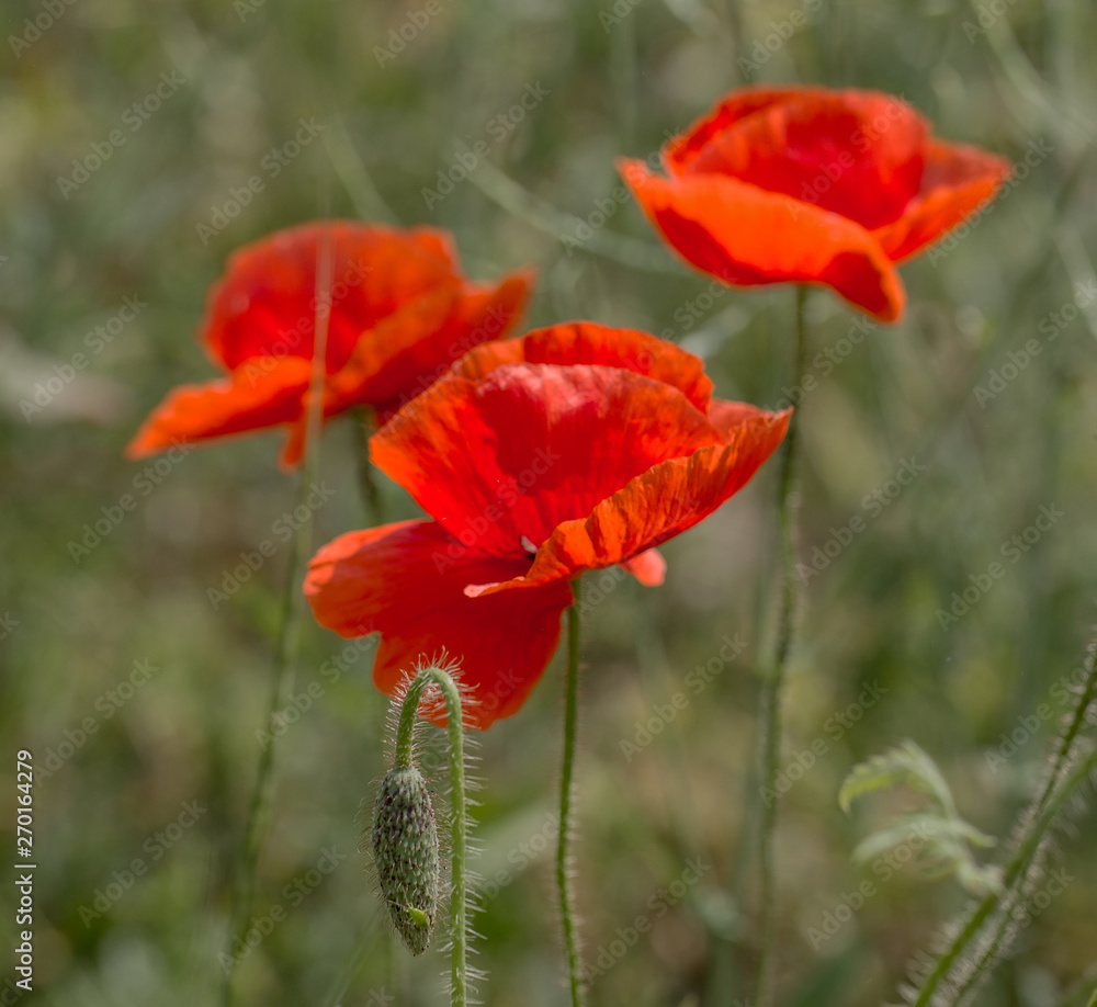 Flowers Red poppies bloom in the wild field. Beautiful field red poppies with selective focus, soft light. Natural Drugs - Opium Poppy. Glade of red wildflowers Flowers Red poppies bloom in the wild field. Beautiful field red poppies with selective focus, soft light. Natural Drugs - Opium Poppy. Glade of red wildflowers