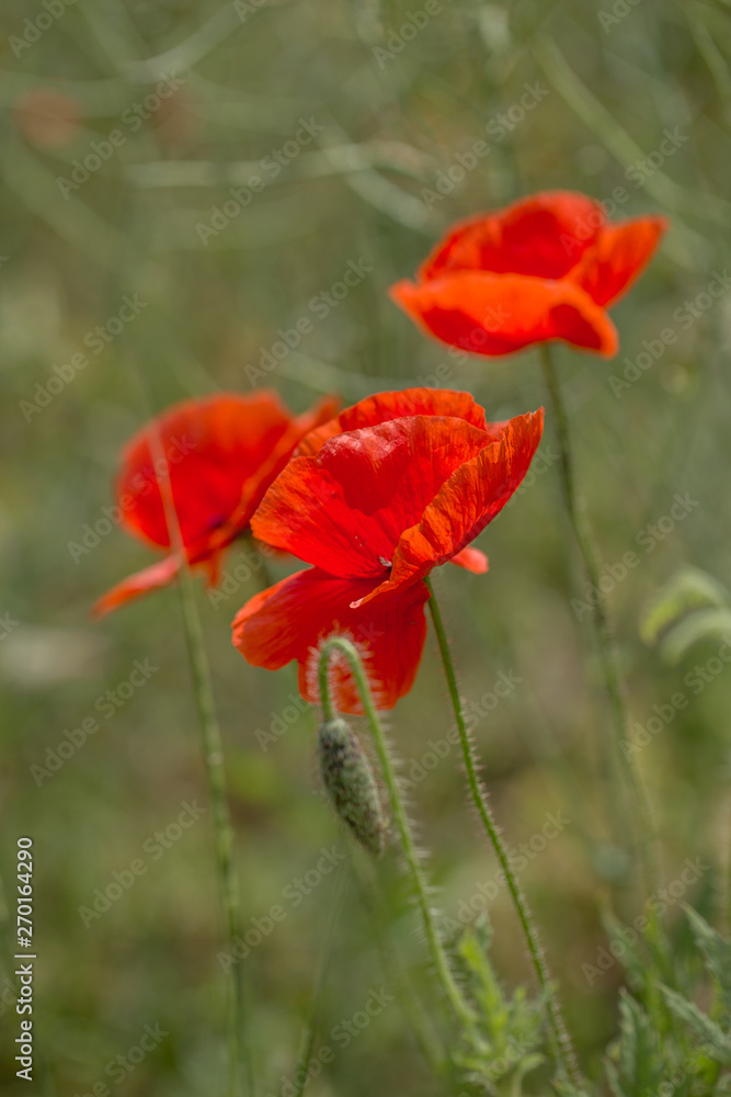 Flowers Red poppies bloom in the wild field. Beautiful field red poppies with selective focus, soft light. Natural Drugs - Opium Poppy. Glade of red wildflowers Flowers Red poppies bloom in the wild field. Beautiful field red poppies with selective focus, soft light. Natural Drugs - Opium Poppy. Glade of red wildflowers