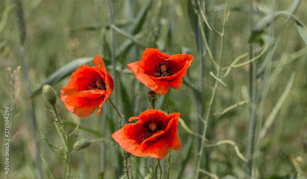 Flowers Red poppies bloom in the wild field. Beautiful field red poppies with selective focus, soft light. Natural Drugs - Opium Poppy. Glade of red wildflowers Flowers Red poppies bloom in the wild field. Beautiful field red poppies with selective focus, soft light. Natural Drugs - Opium Poppy. Glade of red wildflowers