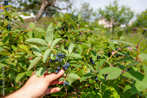 Sibirische Blaubeere Ernte - Lonicera caerulea
