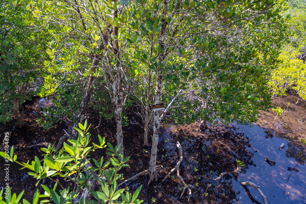 Obraz premium Lumnitzera littorea is a genus of evergreens. Thailand, Koh Chang island.