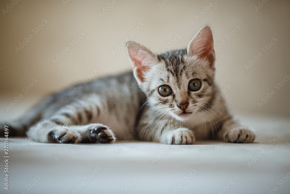 One month old cute silver tabby kitten