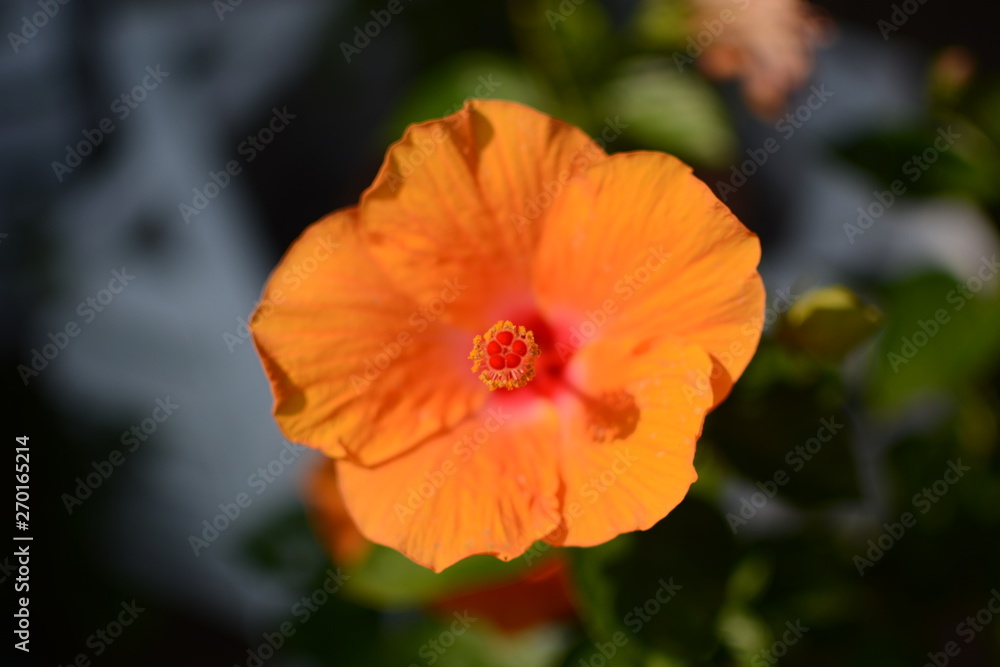 flower flower