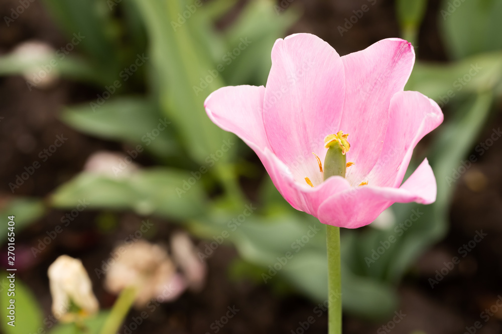 Fototapeta premium A delicate pink tulip under the warm spring sun, in the garden