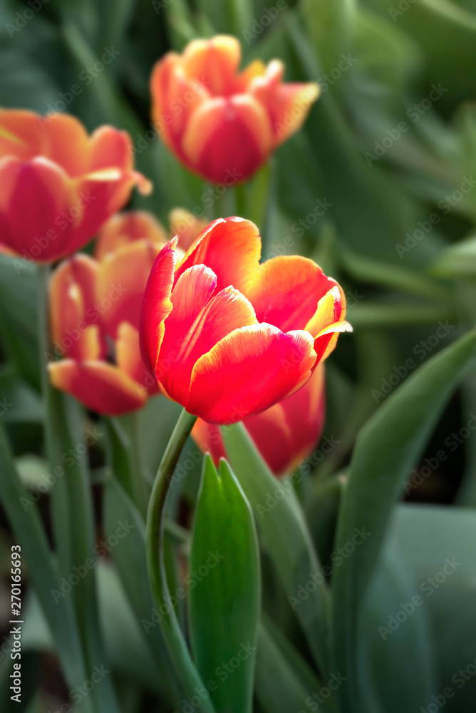 Naklejka premium orange tulips flower