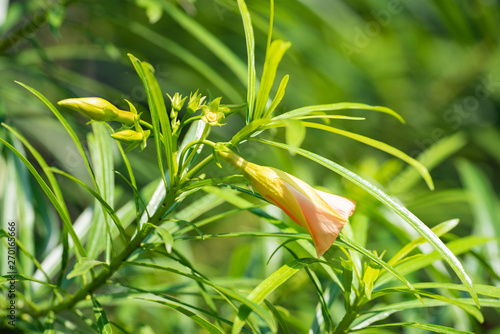 Thevetia peruviana (Cascabela thevetia) - plant in nature, close-up. Thailand, Koh Chang Island. photo
