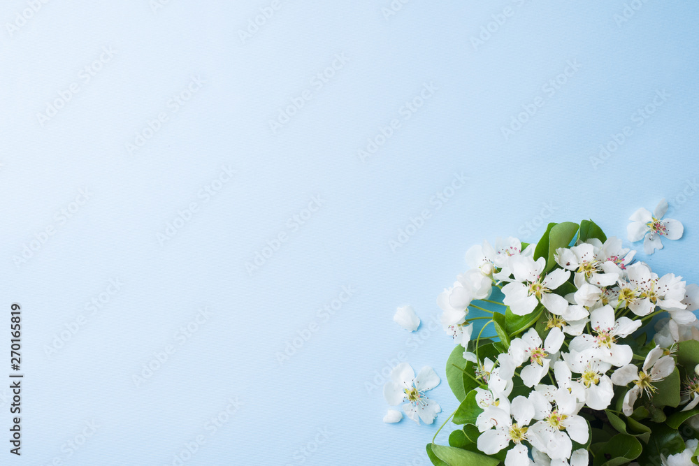 Spring flowering branch on blue background. Apple blossoms Copy space