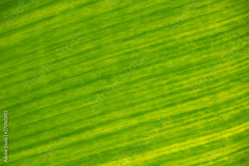 Texture of green leaf close-up.