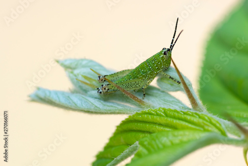 Green grasshopper on a leaf.