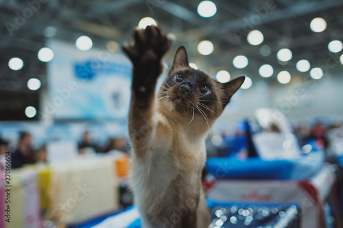 Cat show. Kitten looks into the camera. photo