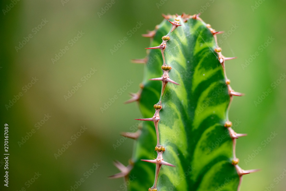 Cactus closeup in tropical garden Nong Nooch. Cactus closeup in tropical garden Nong Nooch.