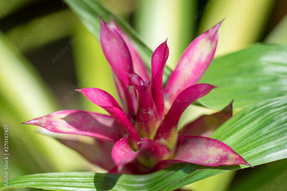 Guzmania - a flower close-up in natural light.