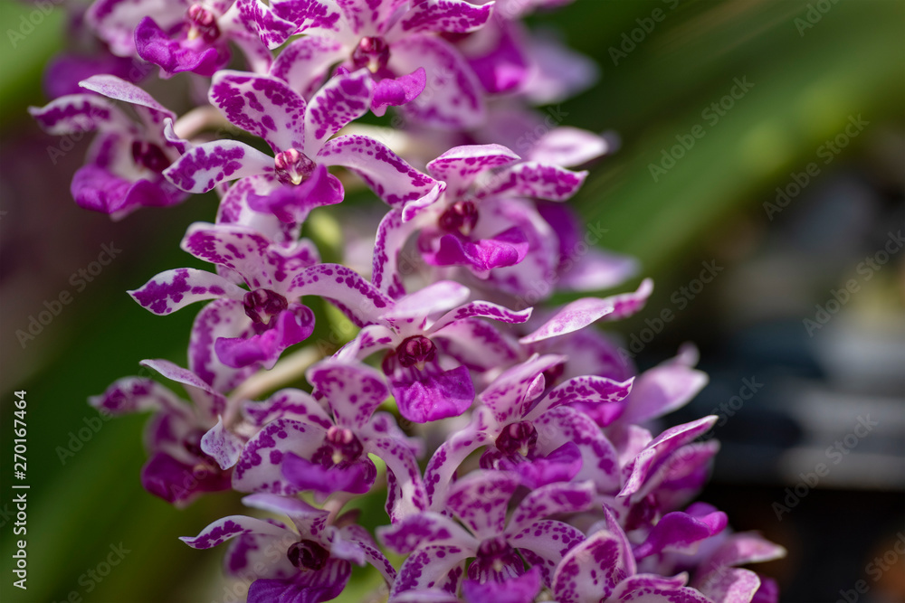 Fototapeta premium Orchids - purple flowers closeup.