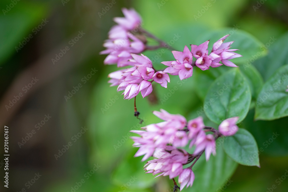 Clerodendrum Thompson (lat. Clerodendrum thomsonae) - flowers close-up. Clerodendrum Thompson (lat. Clerodendrum thomsonae) - flowers close-up.
