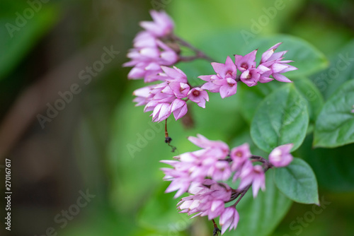 Clerodendrum Thompson  lat. Clerodendrum thomsonae  - flowers close-up.