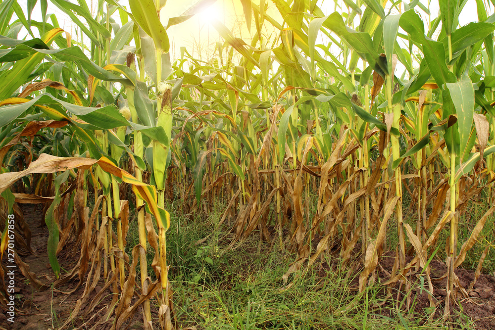 Corn field ready for harvesting in morning sunrise. Corn field ready for harvesting in morning sunrise.