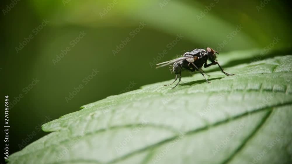 A fly sits on a green leaf of grass and washes A fly sits on a green leaf of grass and washes