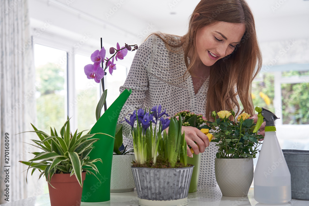 Young Woman Pruning Rose Houseplant With Secateurs At Home Young Woman Pruning Rose Houseplant With Secateurs At Home