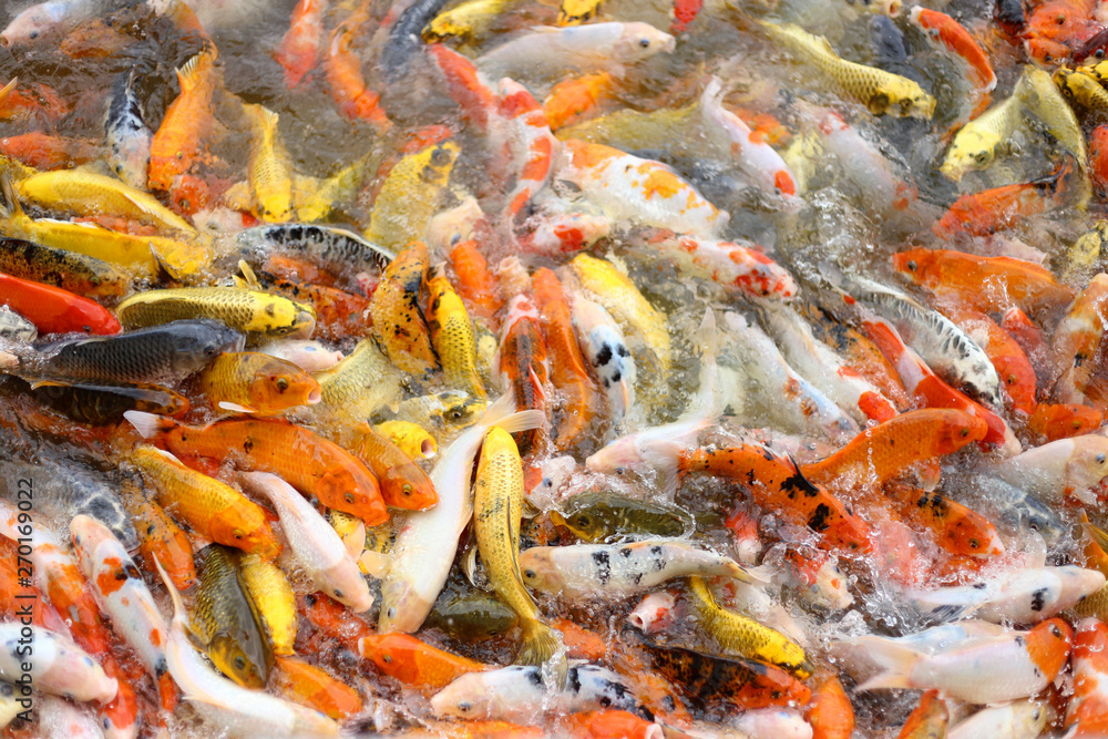 Koi Fish swimming beautiful color variations natural . Koi Fish swimming beautiful color variations natural .