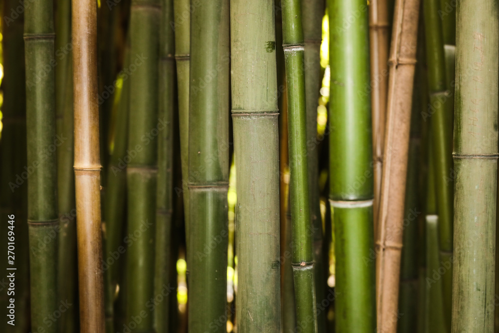 bamboo grove nature background bamboo grove nature background