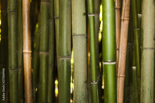Fototapeta Naklejka Na Ścianę i Meble -  bamboo grove nature background