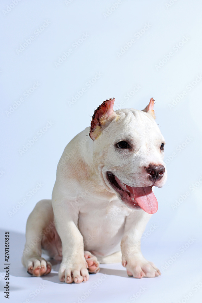 3 months pitbull dog on white background 