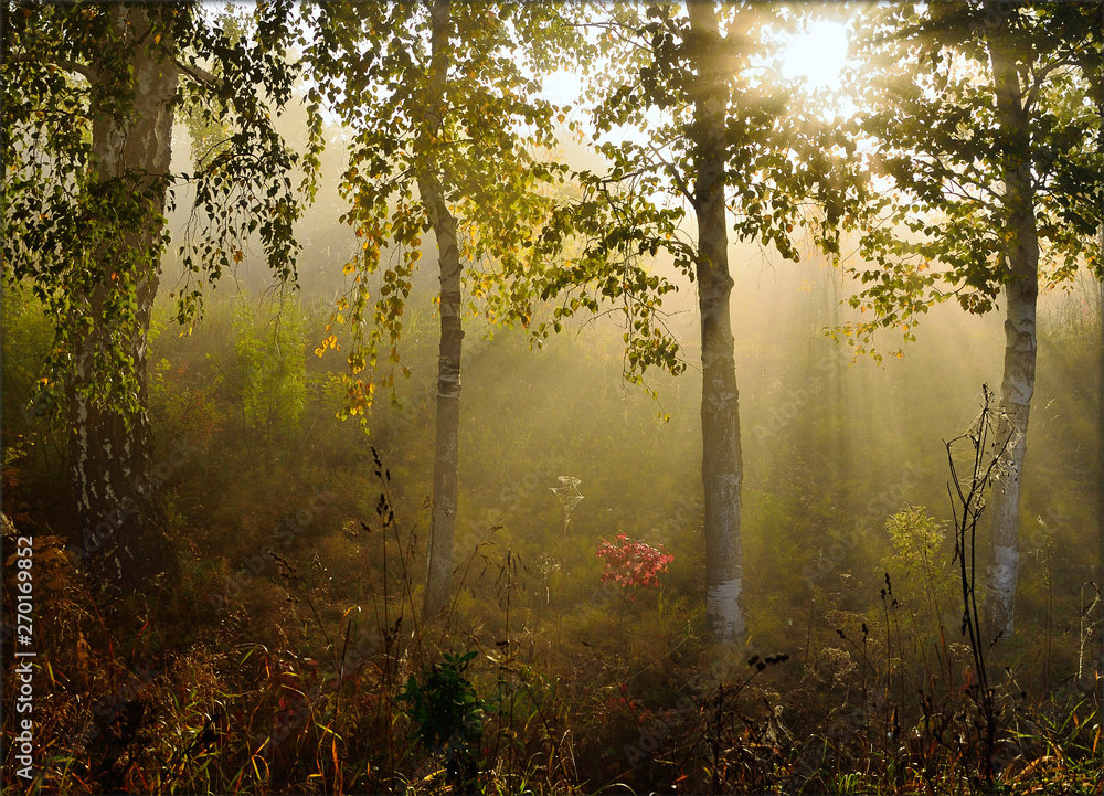 Fototapeta premium morning mist