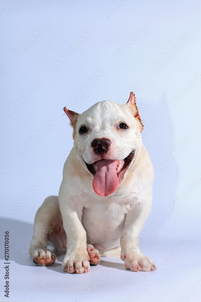 3 months pitbull dog on white background 