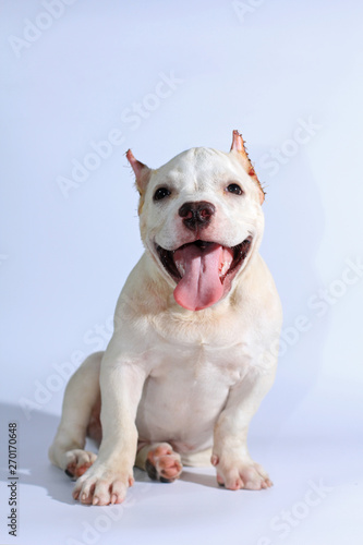 3 months pitbull dog on white background  © Sigma s