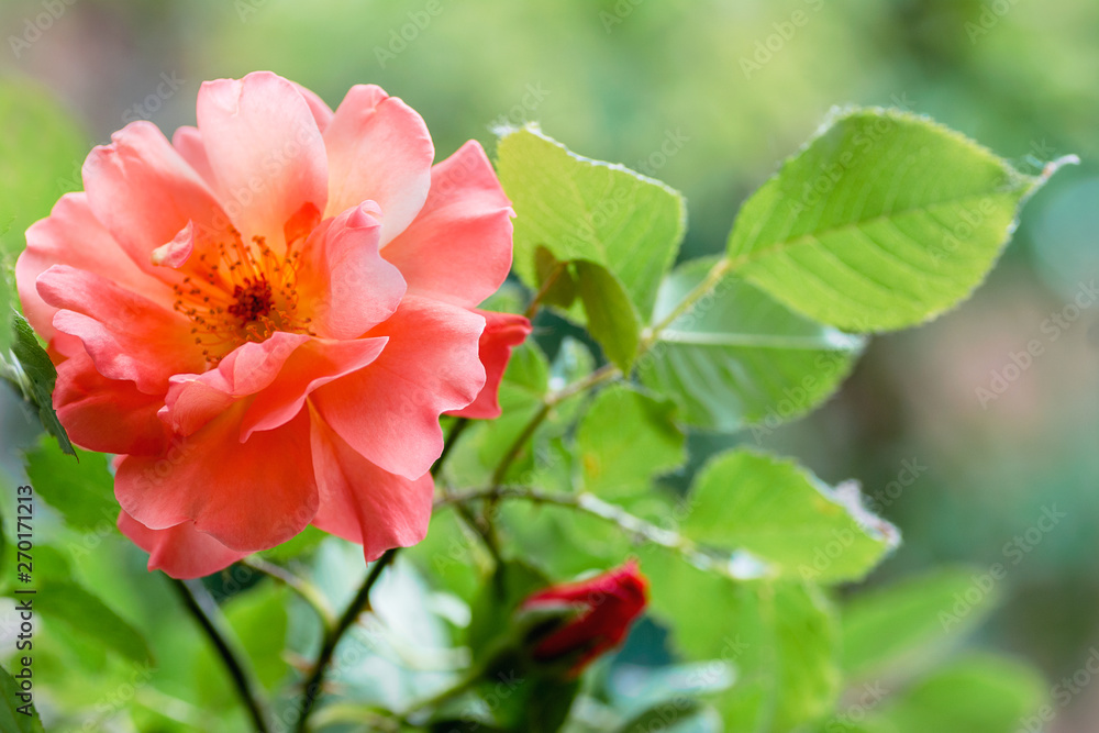 Obraz premium One big bright orange rose close up on the green blurred background. Orange Roses blossom in the garden. Care of garden shrub roses. Drops of water on the petal. Landscape design