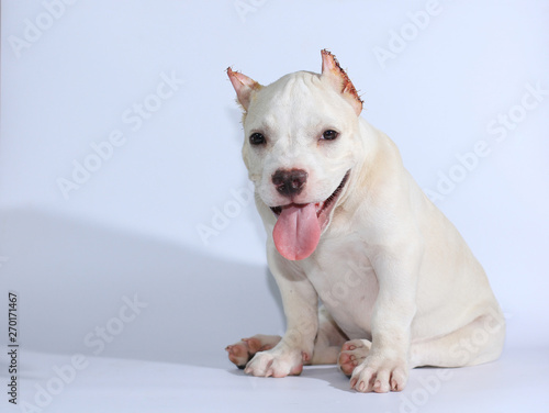 3 months pitbull dog on white background 