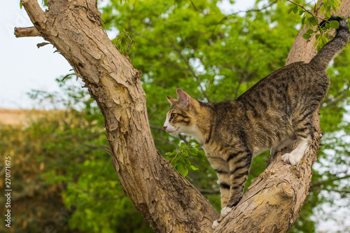 photogenic cat portrait stay on tree branch and looking side ways wallpaper pattern concept animal picture with empty copy space for text © Артём Князь