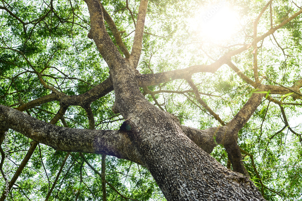 Fototapeta premium forest tree. nature green wood sunlight backgrounds