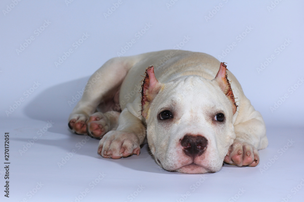 3 months pitbull dog on white background 3 months pitbull dog on white background