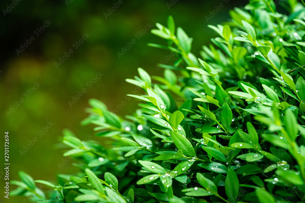 Fototapeta premium Close-up bright shiny wet young green foliage of boxwood Buxus sempervirens as perfect backdrop for any natural theme. Boxwood wall in natural conditions. There is a place for text. Selective focus