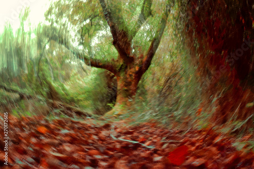 Tree in a forest with twirly effect photo