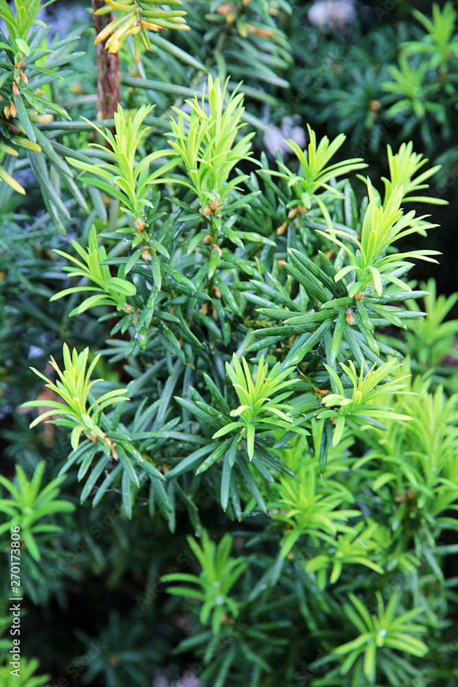 Yew tree. Growing branches with young green needles. Yew tree. Growing branches with young green needles.