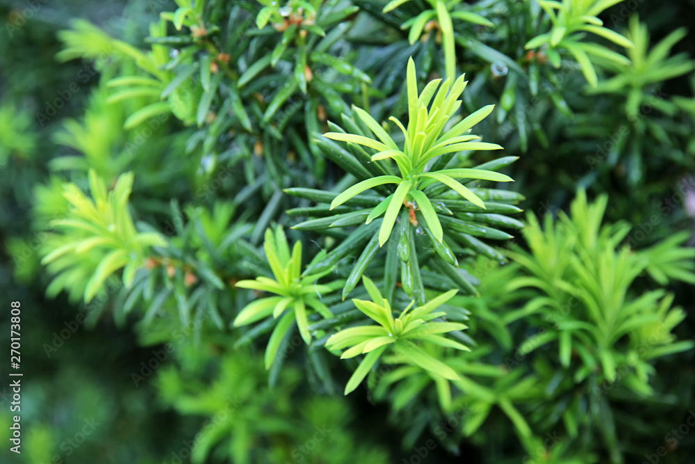 Yew tree. Growing branches with young green needles. Yew tree. Growing branches with young green needles.