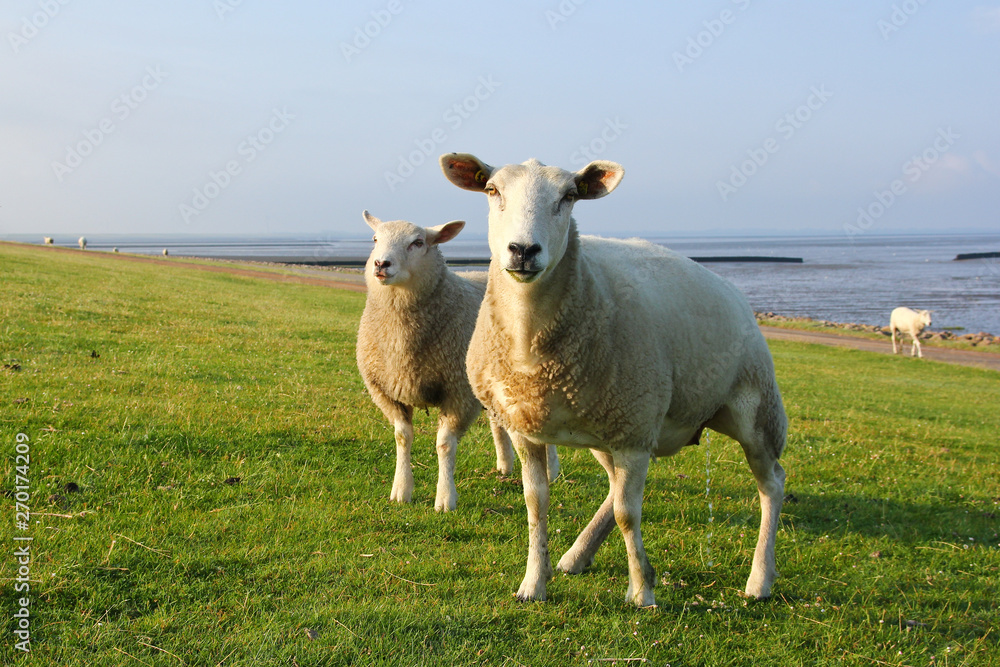 Fototapeta premium A sheep is looking at you and weeing . 