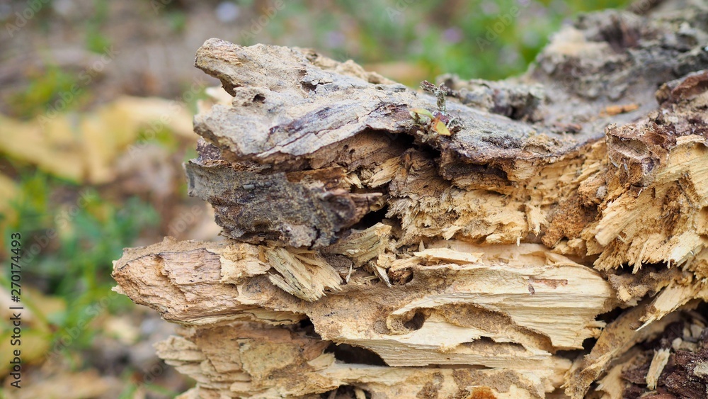 Closeup of wood logs texture as a background, Bark tree texture wallpaper, Abstract background Closeup of wood logs texture as a background, Bark tree texture wallpaper, Abstract background