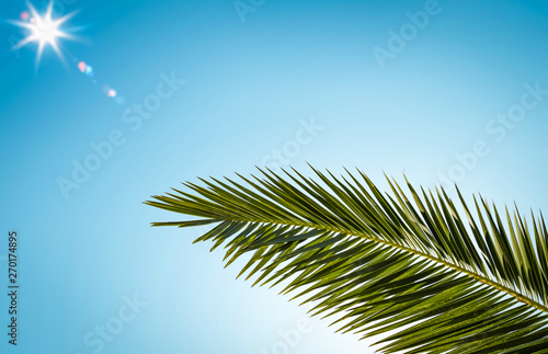 Summer sun on blue sky and green palm decoration.  © magdal3na