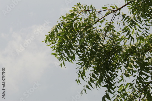 Azadirachta indica, commonly known as neem, nimtree or Indian lilac leaves and fruits on branch against sky.Products made from neem trees have been used in India for their medicinal properties. © #CHANNELM2